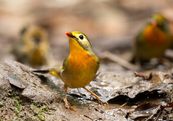 red billed leiothrix at water stream in forest 