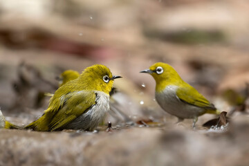 Flock of Indian white-eye at water stream 
