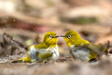 Flock of Indian white-eye at water stream 