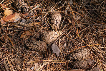 Fallen cones and orange needles on the ground. Sunrays and shadow