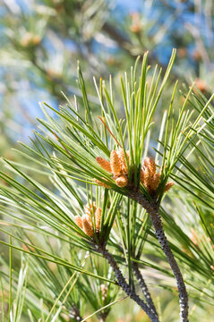 Young branches of aleppo pine tree, Pinus halepensis, with buds and needle-like leaves, during springtime, in Croatia, Dalmatia area