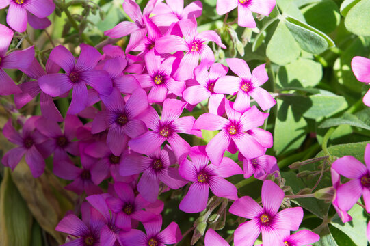 Oxalis articulata, pink-sorrel plant with beautiful vibrant pink flowers as ground cover in the garden, blooming in spring, top view