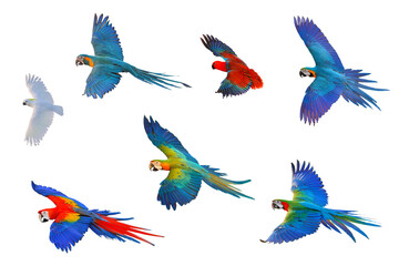 Set of parrot flying isolated on white background.