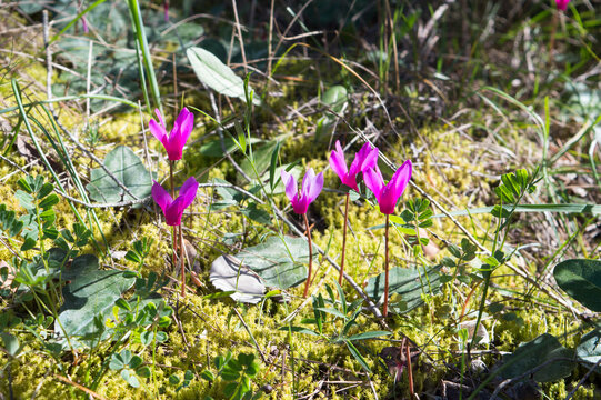 Cyclamen purpurascens, Alpine, European or purple cyclamen in the forest, growing on the moss, during springtime in Croatia