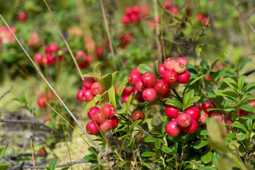 beautiful and ripe cowberries, cranberries, lingonberries, foxberries  bush on white moss with bokeh - colorful autumn wallpaper