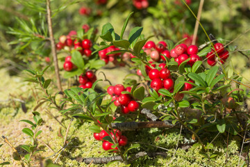 beautiful and ripe cowberries, cranberries, lingonberries, foxberries  bush on white moss with bokeh - colorful autumn wallpaper