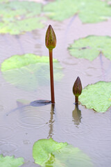 Two new lotus buds in the river