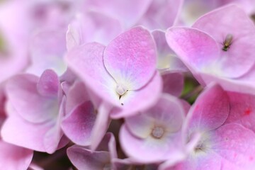 Fototapeta na wymiar close up of pink hydrangea flower
