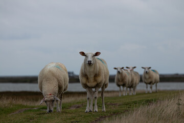 Fototapeta premium Schafe beim grasen auf dem Deich