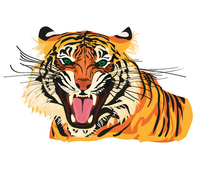 Amur tiger goes isolated on white background. Vector tiger side view. Endangered animal