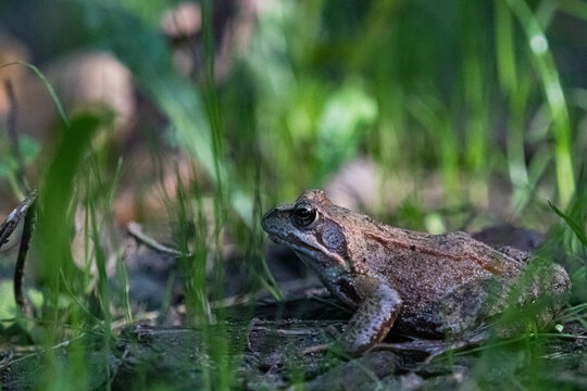 waldfrosch nach dem ueberqueren eines weges