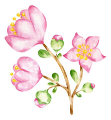 Hand draw watercolor twig of Magnolia  illustration. Spring blooming flowers.