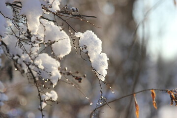 a twig of a shrub after a snowfall