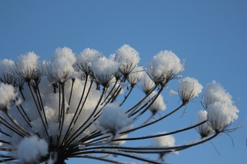 a huge inflorescence of hogweed in winter