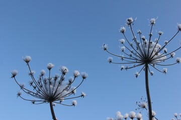 two inflorescences of an umbrella with snow tassels