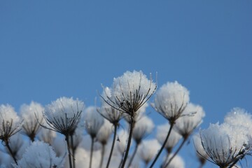 inflorescence of a plant of the family of compound flowers covered with snow