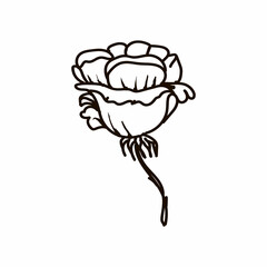 Hand-drawn rose doodle element on a white background. St. Valentine's Day. Symbol. Love. Vector illustration in doodle style.