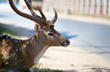 Spotted deer