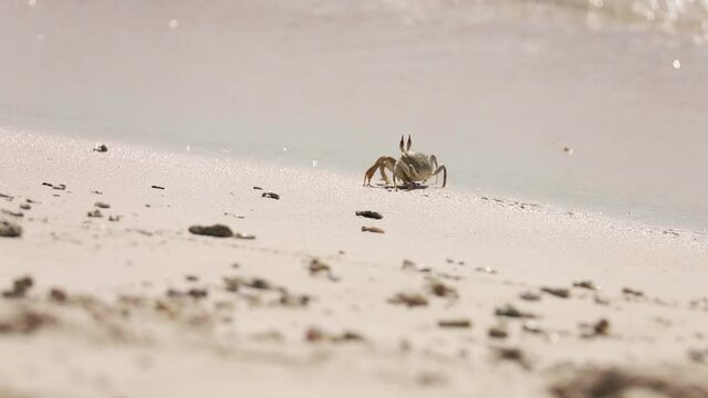 Horned ghost crab, Ocypode ceratophthalma