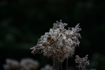 Mit Frost besetzte Pflanze vor dunklem Hintergrund im Winter