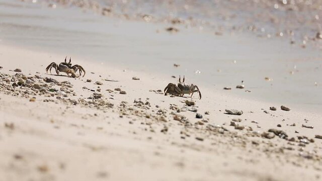 Horned ghost crab, Ocypode ceratophthalma