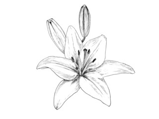 インクで精密に描画したユリの花