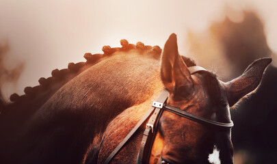The ears of a beautiful bay horse, whose dark mane is neatly braided and illuminated by the light...