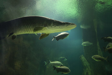 Fish under water. Arapaima fish - Pirarucu Arapaima gigas one largest freshwater fish. Fish in the aquarium behind glass.