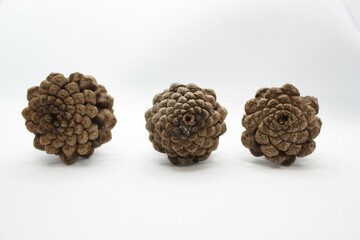 Pinecones