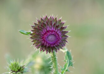 flowers in the garden