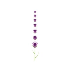 Fresh Lavender flower logo vector flat design