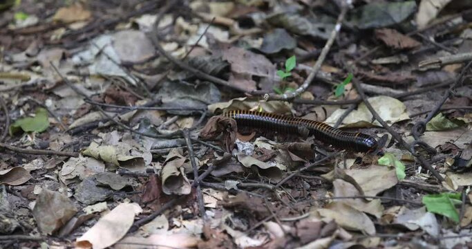 African millipede tropical jungle trail Ghana Africa. Giant African millipede or shongololo, is the largest species of millipede, growing up to 13.2 inches. Ground floor of jungle and bush in leaves a