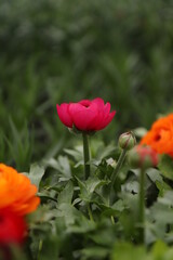 Red poppy in the field. Greenhouse with flowers. Pink flower on the background of other flowers. Large flower greenhouse. Pink flowers. Macro photo of flower. Background with flowers.
