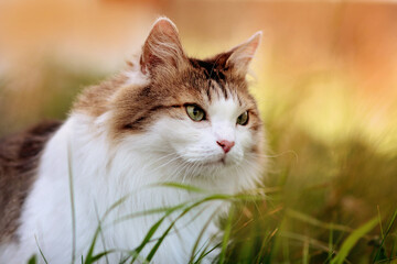 Naklejka na ściany i meble portrait of a fluffy cat in the green grass