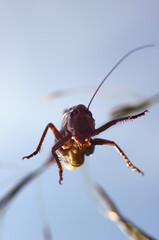 grasshopper jumping close-up on a blurry background