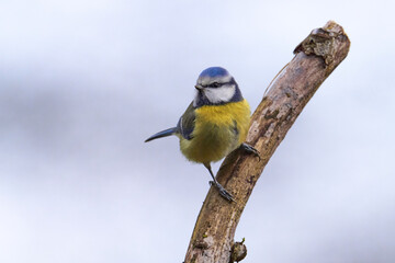 Blaumeise (Cyanistes caeruleus, Syn.: Parus caeruleus) 