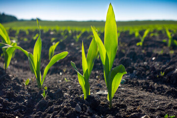 Young Green wheat seedlings growing in a soil field. Close up on sprouting rye agricultural on a...