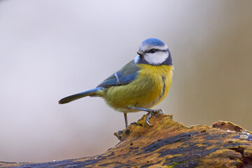 Blaumeise (Cyanistes caeruleus, Syn.: Parus caeruleus) 