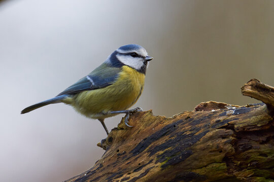 Blaumeise (Cyanistes caeruleus, Syn.: Parus caeruleus) 