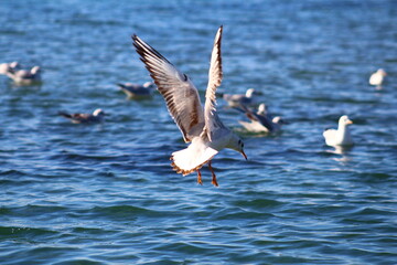 seagulls on flight
