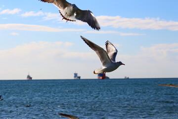 seagulls on flight