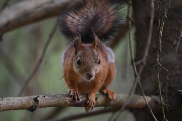 Fototapeta premium a red squirrel is sitting on a tree in the forest