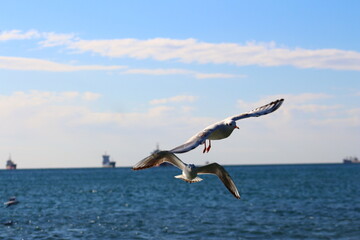Fototapeta na wymiar seagulls on flight