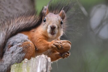 a red squirrel sits on a tree in the forest and eats a nut