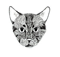 illustration of cat head