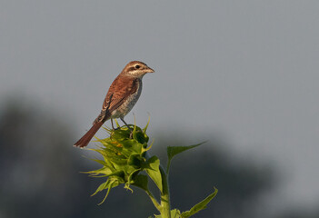 Neuntöter (Lanius collurio)