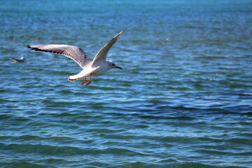 seagull