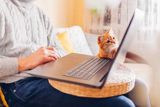 Curious ginger cat looking at screen of laptop while man working online from home with pet. Remote job