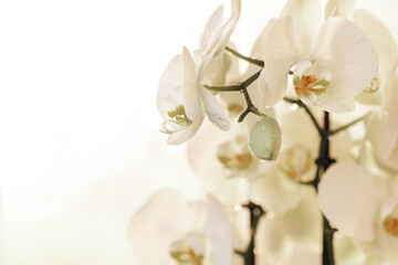 White beautiful orchid on an white background