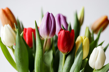 Colourful bouquet of purple, red, orange, yellow and white tulips.